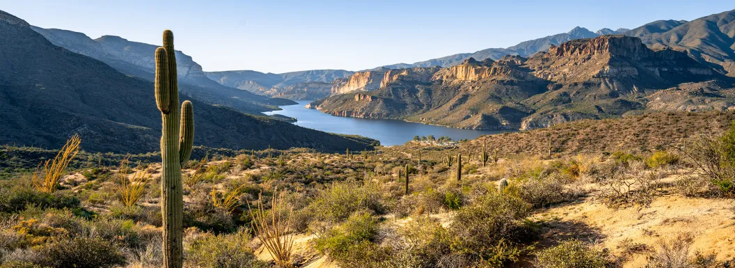 Saguaro cactus on desert land overlooking Apache Lake